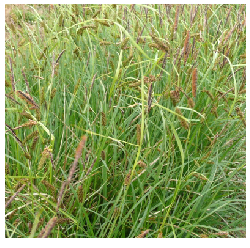 Deres sás - Carex flacca