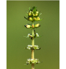 Gyűrűs süllőhínár - Myriophyllum verticillatum