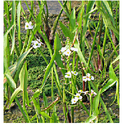 Nyílfű - Sagittaria sagittifolia L.