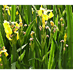 Sárga nőszirom - Iris pseudacorus