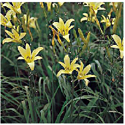 Sárgaliliom - Hemerocallis lilio-asphodelus L.