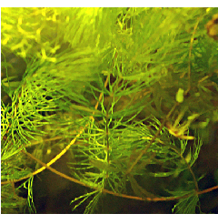 Sima tócsagaz - Ceratophyllum submersum