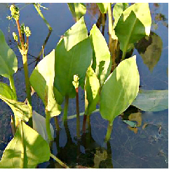 Vízi hídőr - Alisma plantago-aquatica