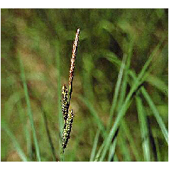 Zsombéksás - Carex elata