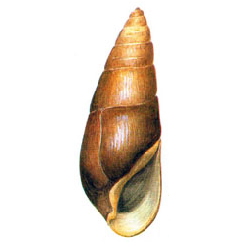 Folyamcsiga - Fagotia acicularis