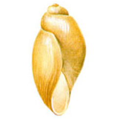 Hólyagcsiga - Physa fontinalis
