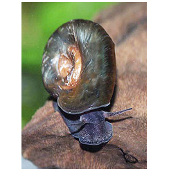 Tányércsiga - Planorbarius corneus