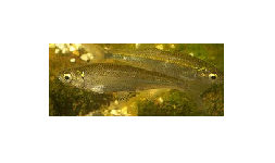 Kurta baing - Leucaspius delineatus