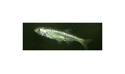 Kurta baing - Leucaspius delineatus