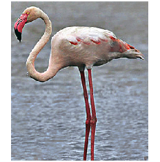 Rózsás flamingó - Phoenicopterus roseus