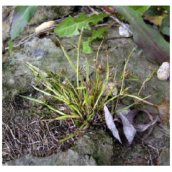 Barna palka - Cyperus fuscus L.