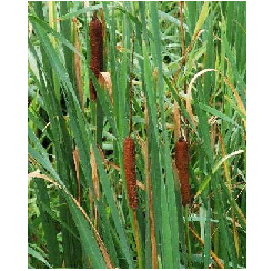 Bodnározó gyékény - Typha latifolia