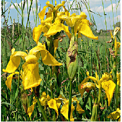 Sárga nőszirom - Iris pseudacorus