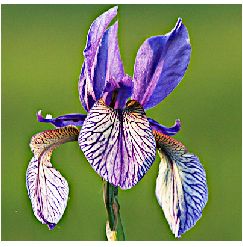 Szibériai nőszirom - Iris sibirica