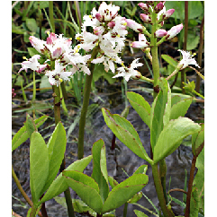 Vidrafű - Menyanthes trifoliata