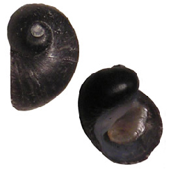 Fekete csiga - Theodoxus prevostianus