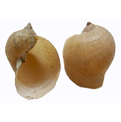 Fülcsiga - Lymnaea auricularia